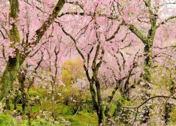 Top những địa điểm ngắm hoa anh đào vùng Kanto năm 2024