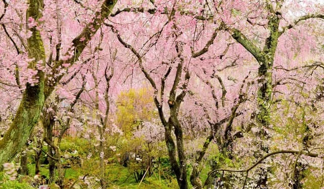 Top những địa điểm ngắm hoa anh đào vùng Kanto năm 2024